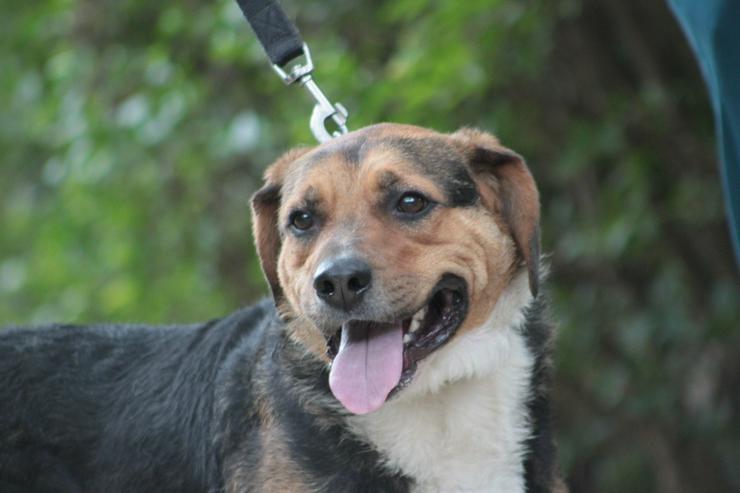 Bild 12: Donut ist ein netter Rüde, der seit Mai 2022 im Tierheim lebt.