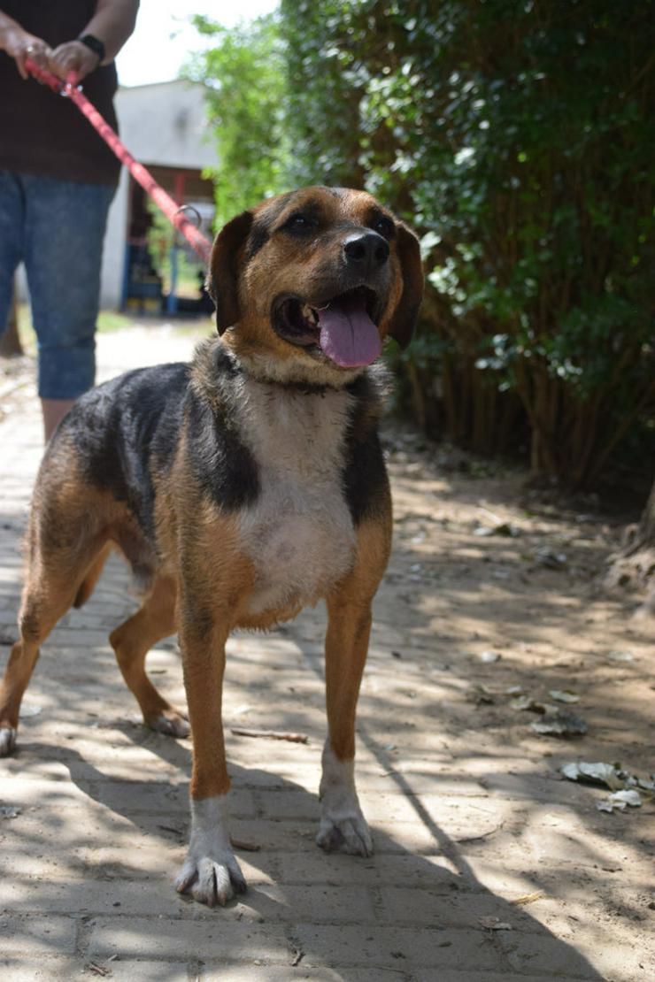 Bild 5: Donut ist ein netter Rüde, der seit Mai 2022 im Tierheim lebt.