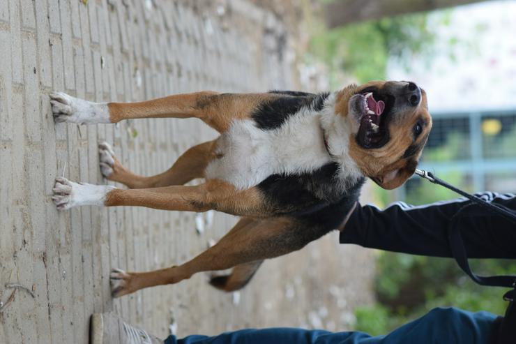 Bild 9: Donut ist ein netter Rüde, der seit Mai 2022 im Tierheim lebt.