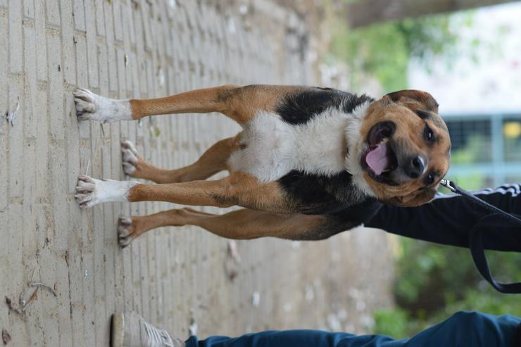 Bild 10: Donut ist ein netter Rüde, der seit Mai 2022 im Tierheim lebt.