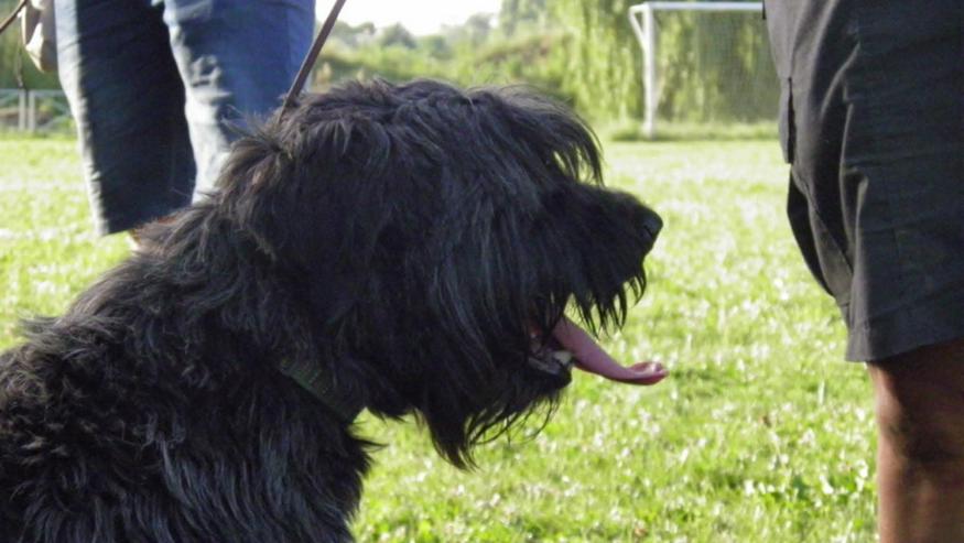 Bild 8: Kormi ist ein "Scheidungskind".