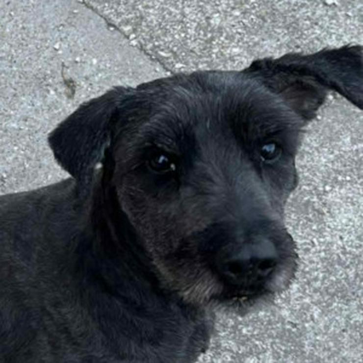 Bild 10: Kormi ist ein "Scheidungskind".