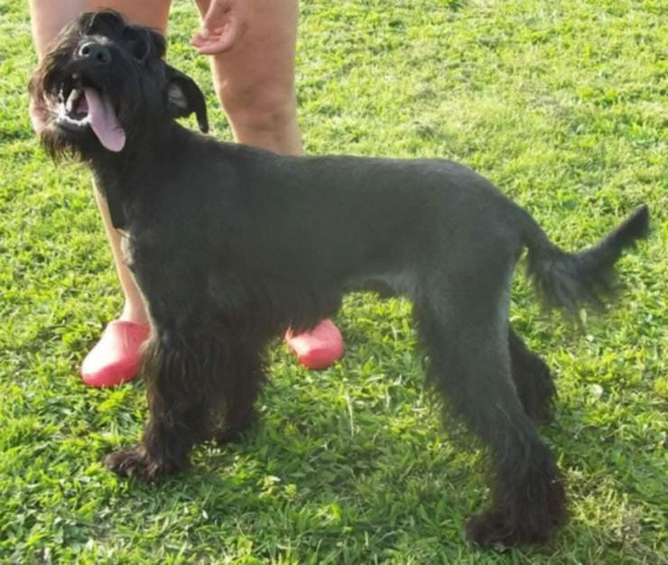 Bild 9: Kormi ist ein "Scheidungskind".