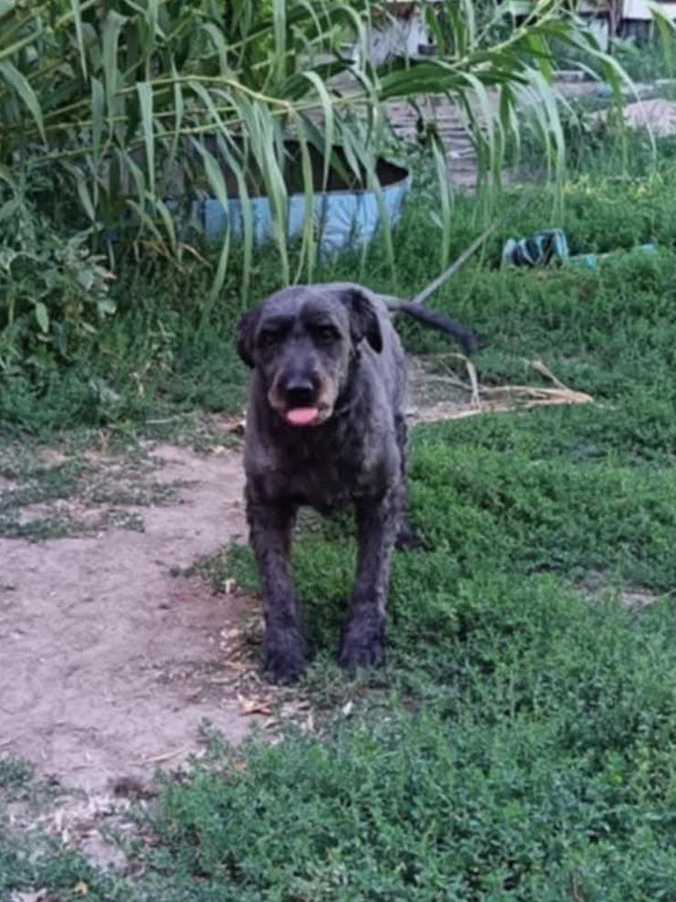 Bild 2: Kormi ist ein "Scheidungskind".