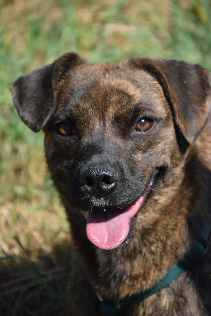 Bild 8: Lulu ist eine liebenswerte, gestromte, mittelgroße Mischlingshündin.