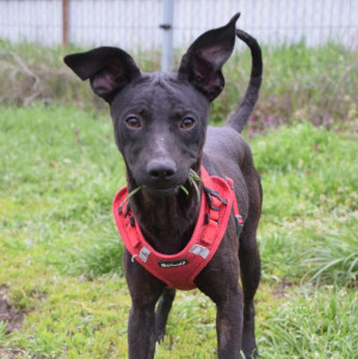 Bild 10: Pandora ist eine bezaubernde Hündin, die ein liebevolles Zuhause sucht.