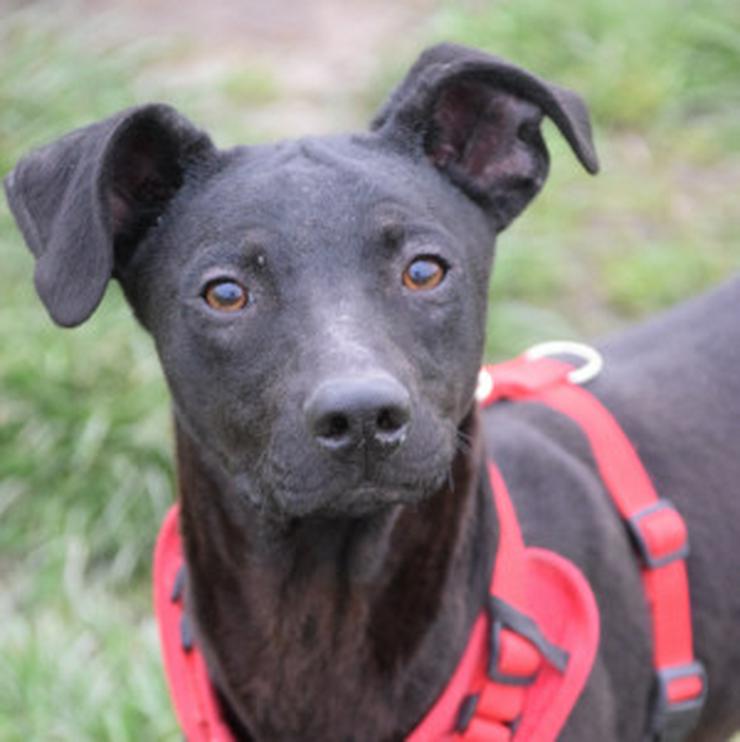 Bild 9: Pandora ist eine bezaubernde Hündin, die ein liebevolles Zuhause sucht.