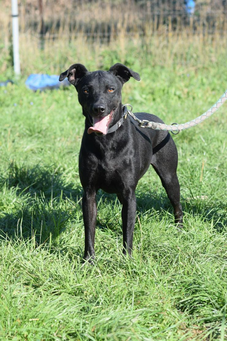 Pandora ist eine bezaubernde Hündin, die ein liebevolles Zuhause sucht.