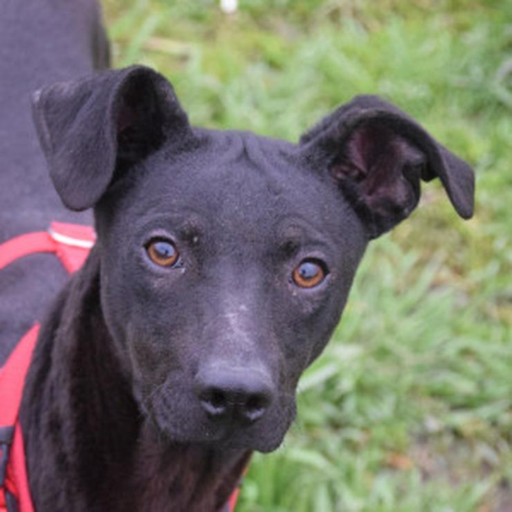 Bild 8: Pandora ist eine bezaubernde Hündin, die ein liebevolles Zuhause sucht.