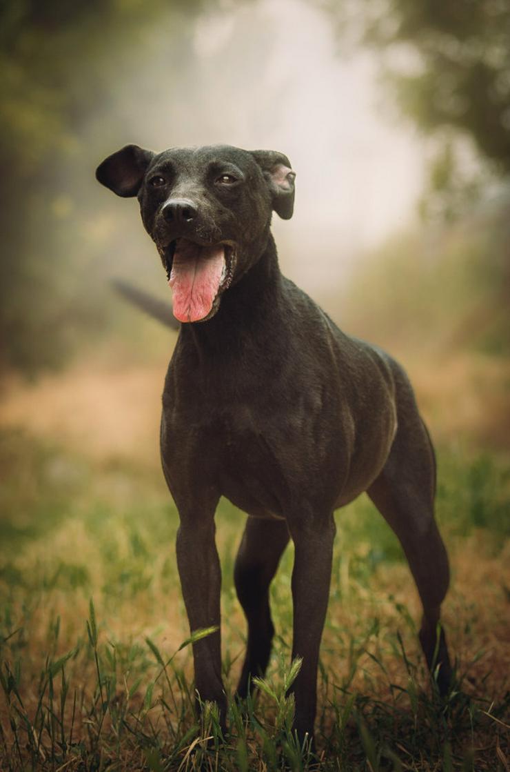 Bild 7: Pandora ist eine bezaubernde Hündin, die ein liebevolles Zuhause sucht.