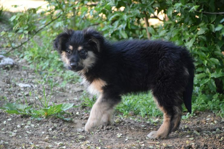 Bild 12: Rose ist eine entzückende, verspielte Hündin.