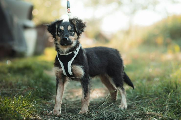 Bild 8: Rose ist eine entzückende, verspielte Hündin.