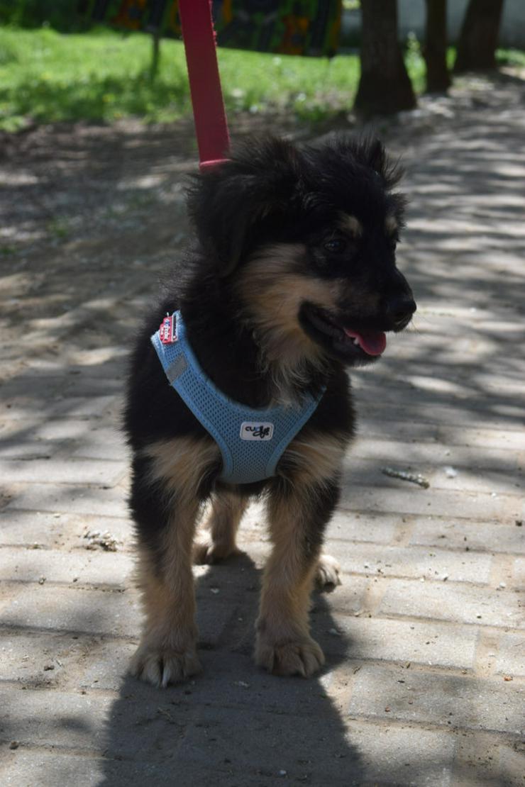 Bild 15: Rose ist eine entzückende, verspielte Hündin.