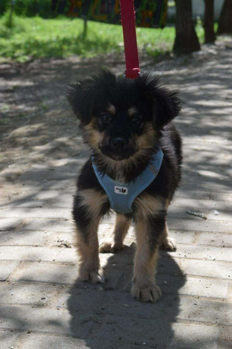 Bild 13: Rose ist eine entzückende, verspielte Hündin.