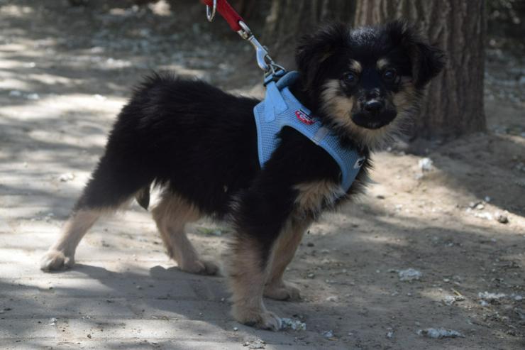 Bild 16: Rose ist eine entzückende, verspielte Hündin.