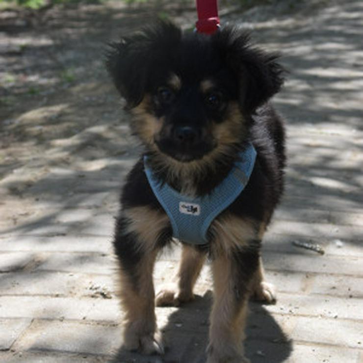 Bild 18: Rose ist eine entzückende, verspielte Hündin.