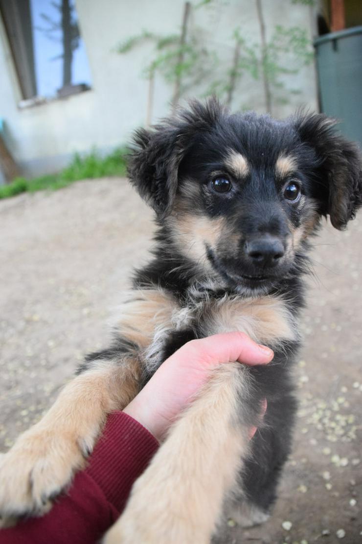 Bild 17: Rose ist eine entzückende, verspielte Hündin.