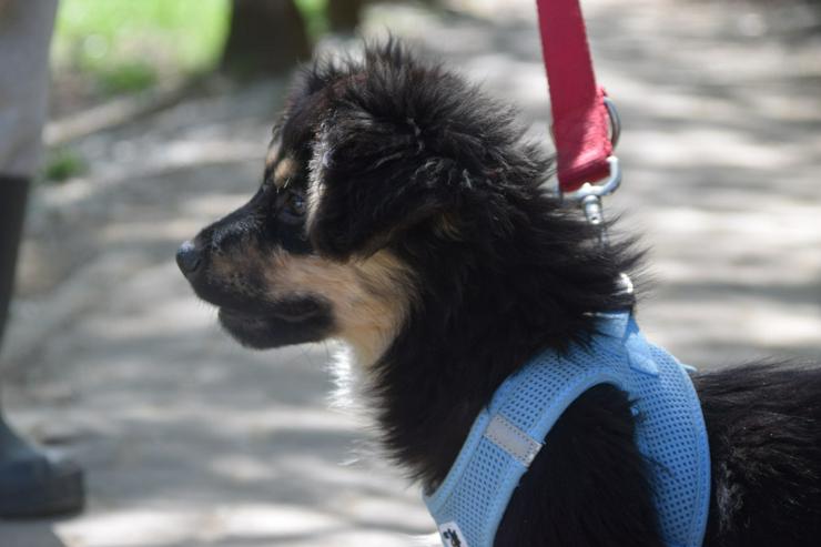 Bild 14: Rose ist eine entzückende, verspielte Hündin.