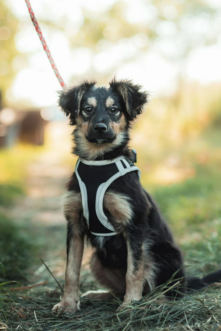 Bild 9: Rose ist eine entzückende, verspielte Hündin.