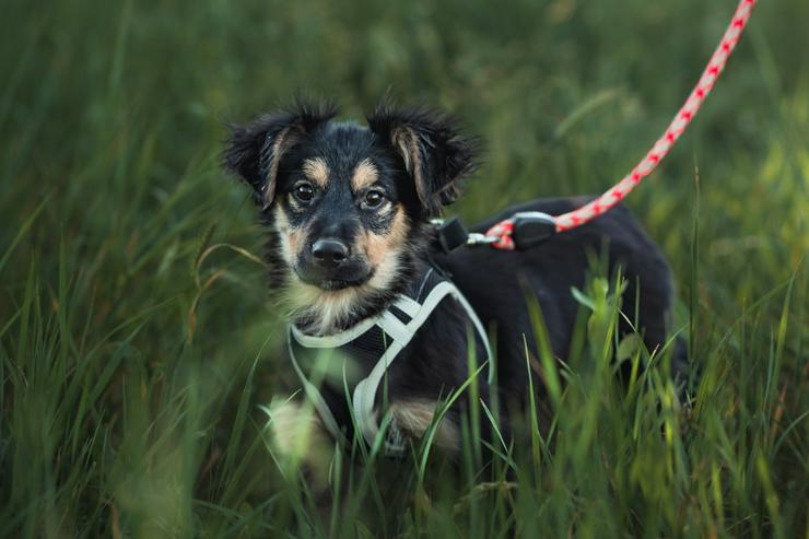 Bild 7: Rose ist eine entzückende, verspielte Hündin.