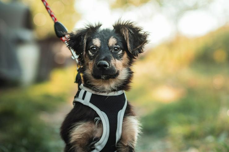 Bild 10: Rose ist eine entzückende, verspielte Hündin.