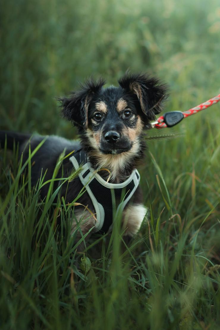 Bild 6: Rose ist eine entzückende, verspielte Hündin.