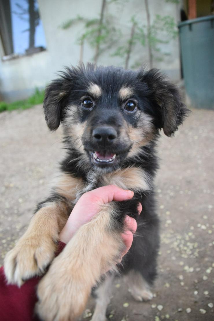 Bild 11: Rose ist eine entzückende, verspielte Hündin.