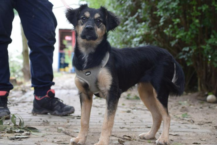 Bild 3: Rose ist eine entzückende, verspielte Hündin.