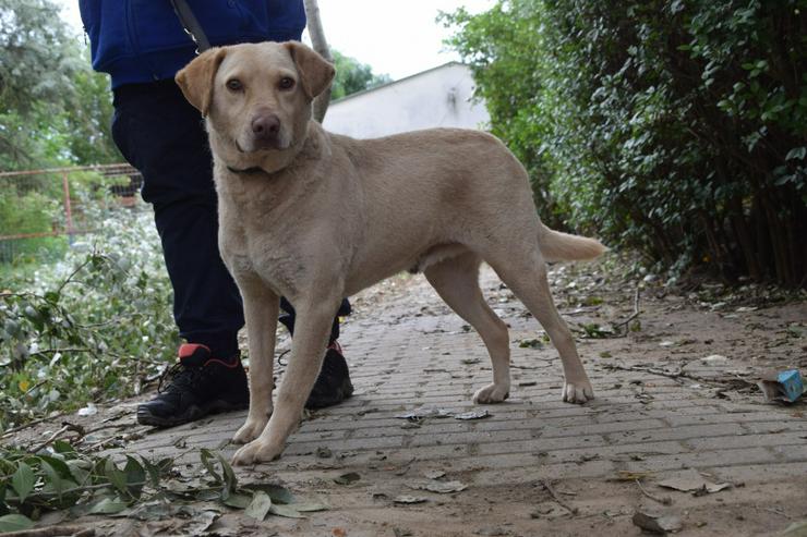 Bild 4: Frodo ist ein sensibler, netter Junghund.