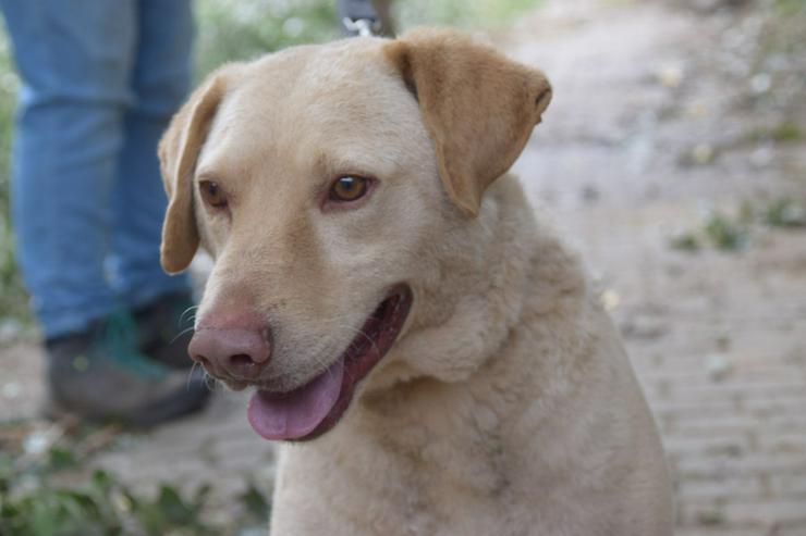 Bild 8: Frodo ist ein sensibler, netter Junghund.