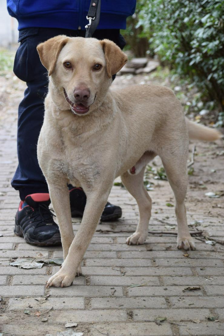 Frodo ist ein sensibler, netter Junghund.