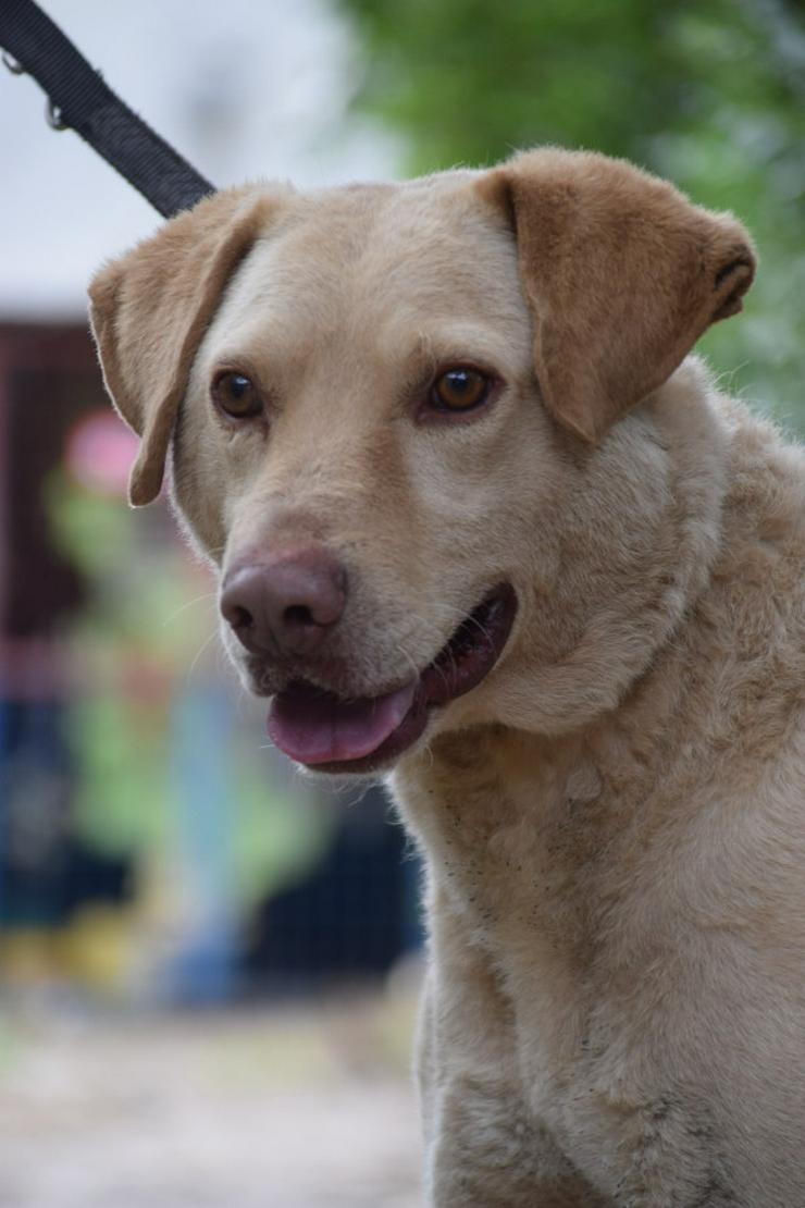 Bild 2: Frodo ist ein sensibler, netter Junghund.