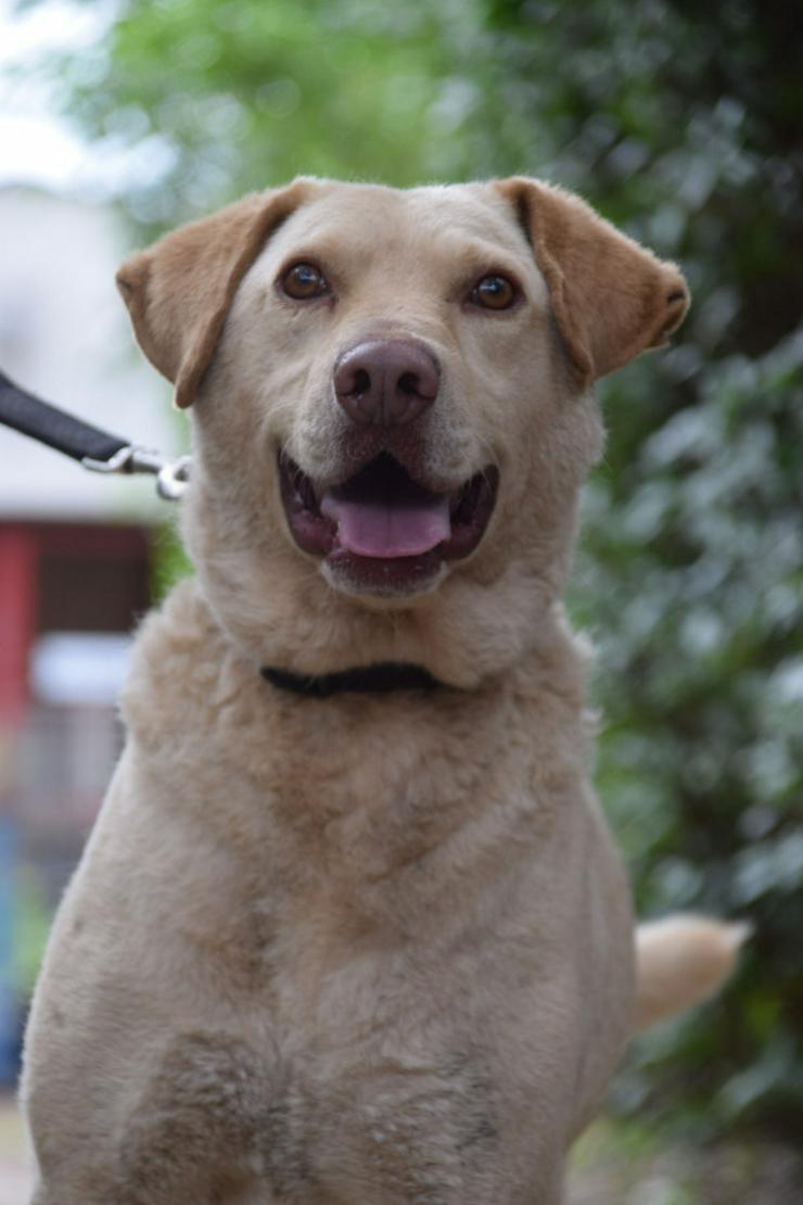 Bild 5: Frodo ist ein sensibler, netter Junghund.