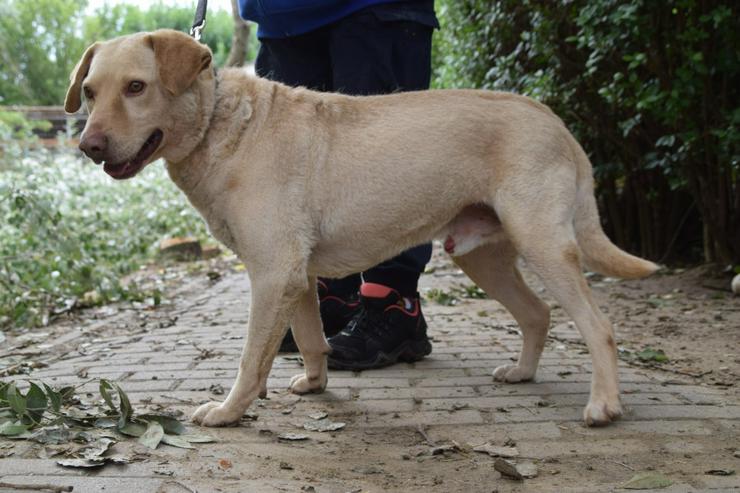 Bild 7: Frodo ist ein sensibler, netter Junghund.