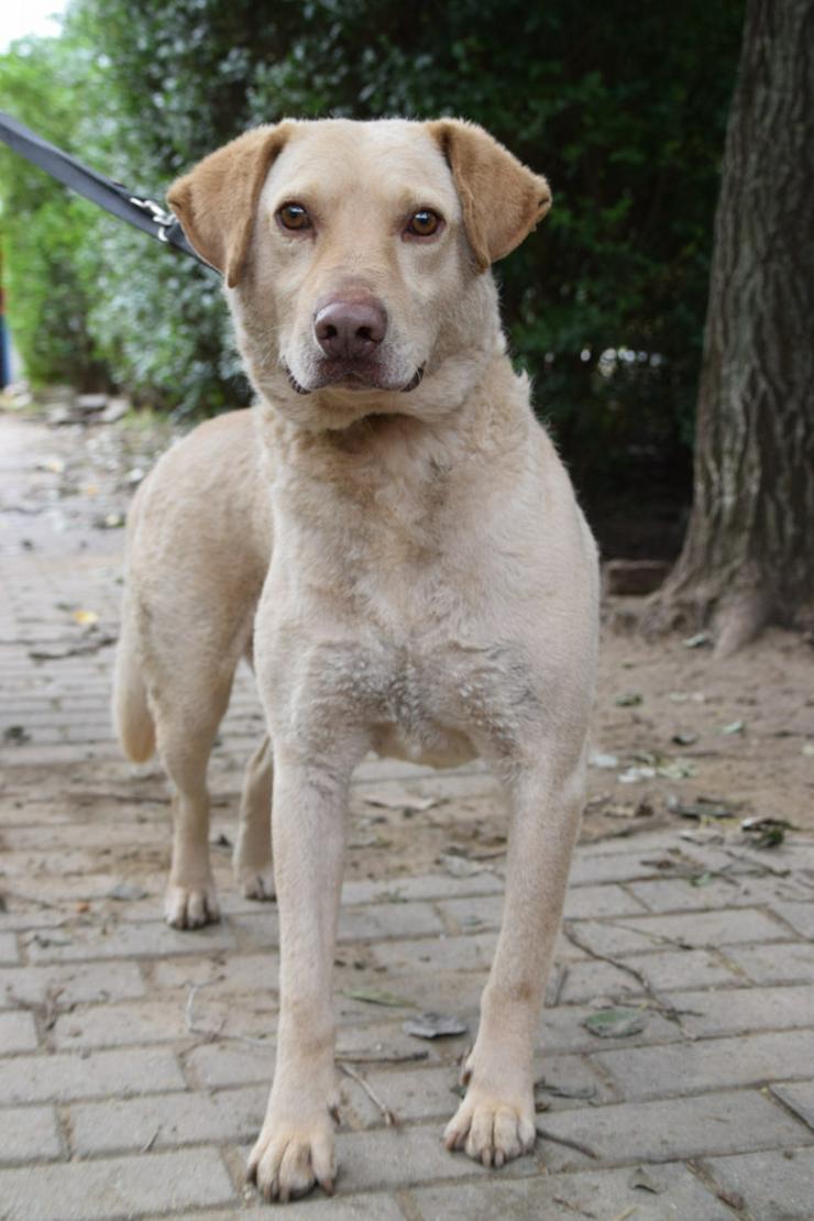 Bild 6: Frodo ist ein sensibler, netter Junghund.