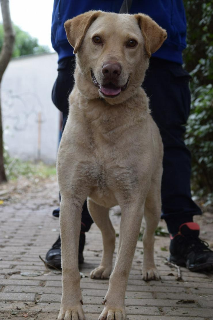 Bild 3: Frodo ist ein sensibler, netter Junghund.