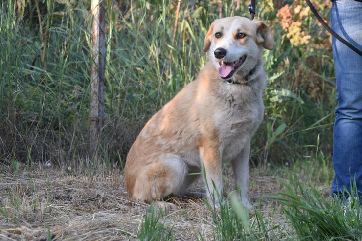 Bild 8: Bonbonetti ist eine süße freundliche Dame mit einer tollen Fellzeichnung.