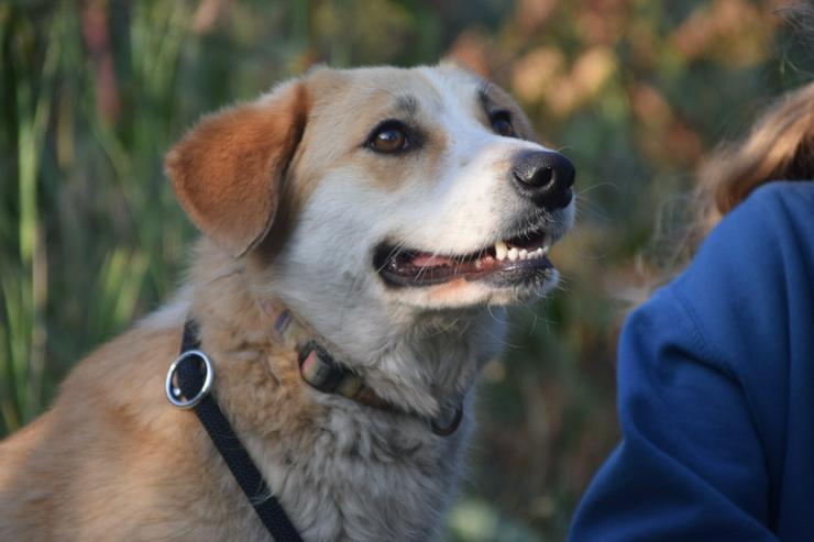 Bild 10: Bonbonetti ist eine süße freundliche Dame mit einer tollen Fellzeichnung.