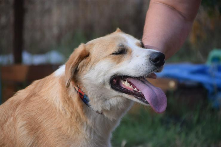 Bild 6: Bonbonetti ist eine süße freundliche Dame mit einer tollen Fellzeichnung.