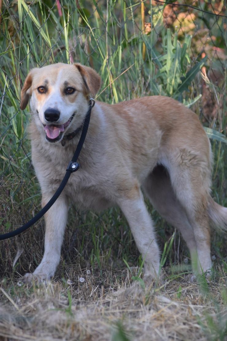 Bild 11: Bonbonetti ist eine süße freundliche Dame mit einer tollen Fellzeichnung.