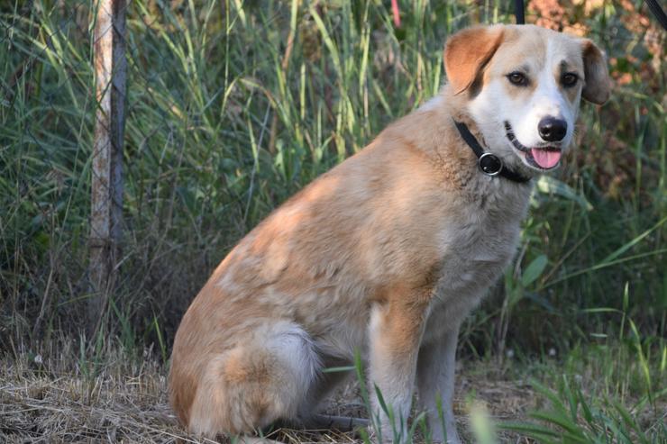 Bild 9: Bonbonetti ist eine süße freundliche Dame mit einer tollen Fellzeichnung.