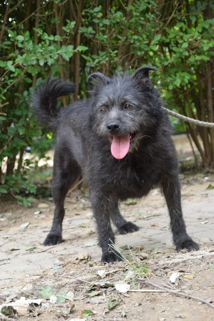 Bild 2: Dio ist ein liebenswerter Rüde, der auf ein schönes Zuhause wartet.