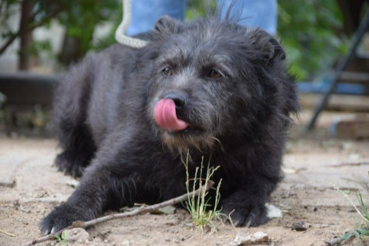Bild 6: Dio ist ein liebenswerter Rüde, der auf ein schönes Zuhause wartet.