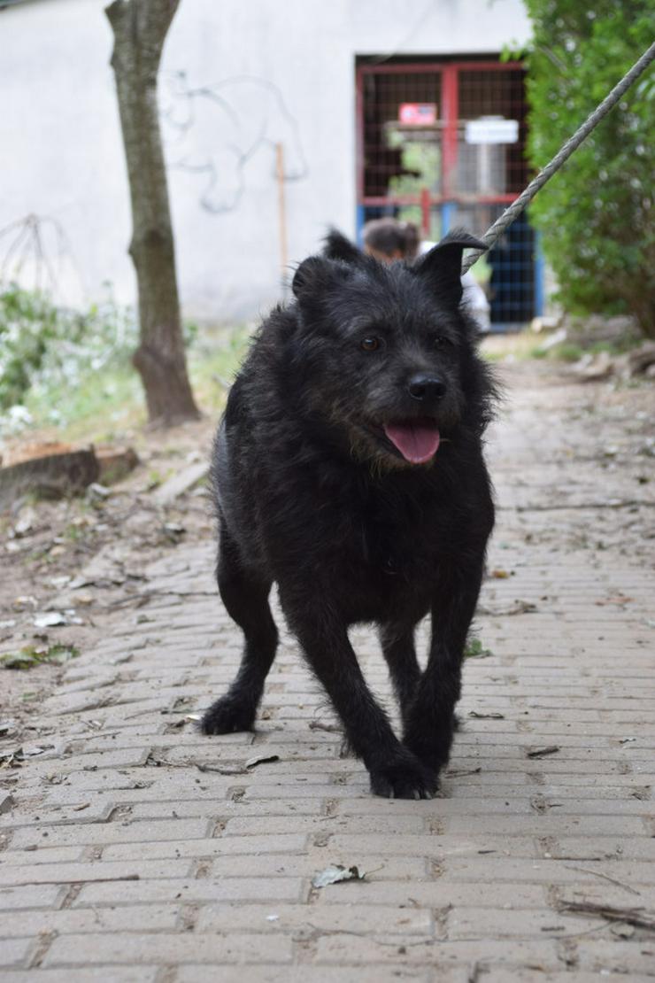 Bild 9: Dio ist ein liebenswerter Rüde, der auf ein schönes Zuhause wartet.