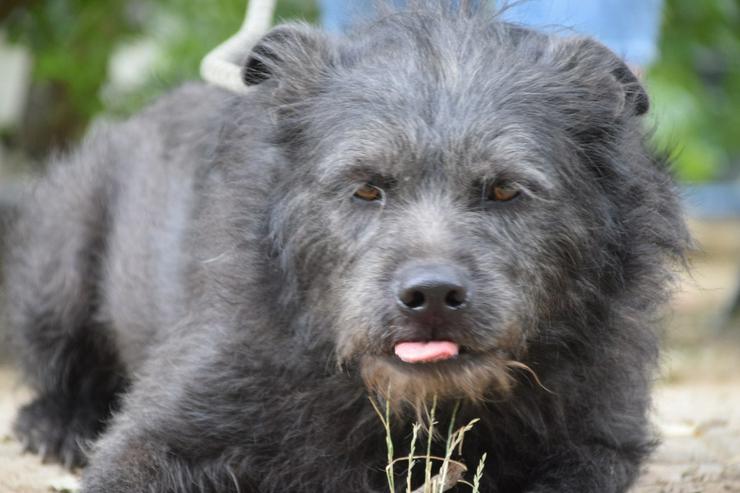 Bild 7: Dio ist ein liebenswerter Rüde, der auf ein schönes Zuhause wartet.