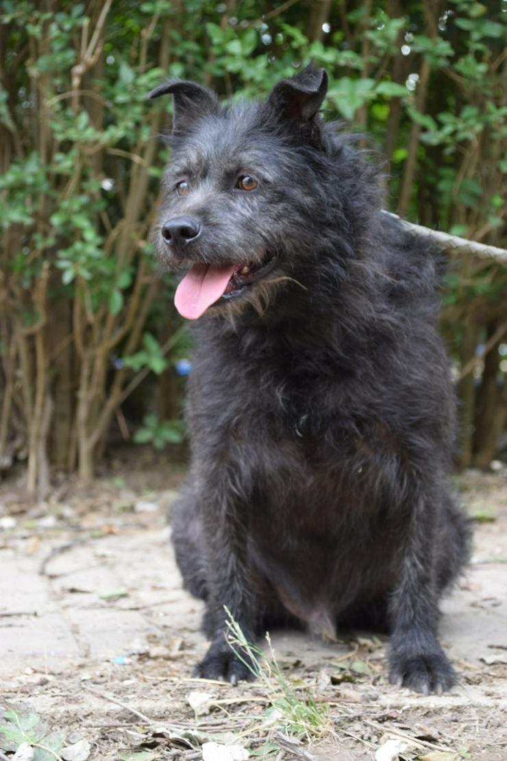 Dio ist ein liebenswerter Rüde, der auf ein schönes Zuhause wartet.