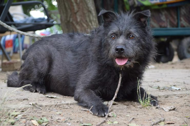 Bild 3: Dio ist ein liebenswerter Rüde, der auf ein schönes Zuhause wartet.