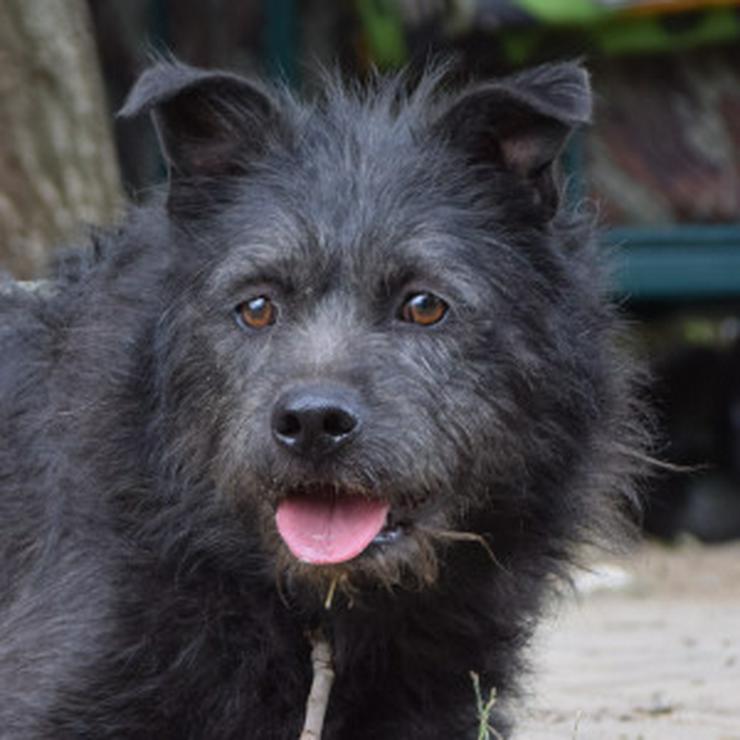 Bild 10: Dio ist ein liebenswerter Rüde, der auf ein schönes Zuhause wartet.