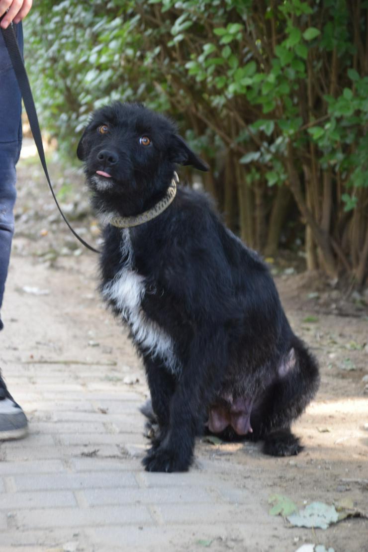 Bild 4: Litschi ist eine zauberhafte Hündin.