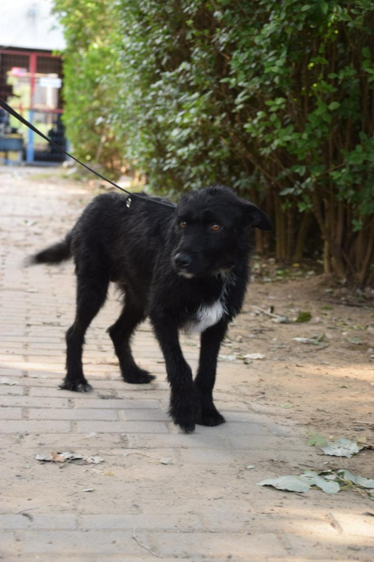 Bild 6: Litschi ist eine zauberhafte Hündin.